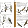 Le guide nature les oiseaux